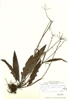 藏品(刀傷草)的圖片